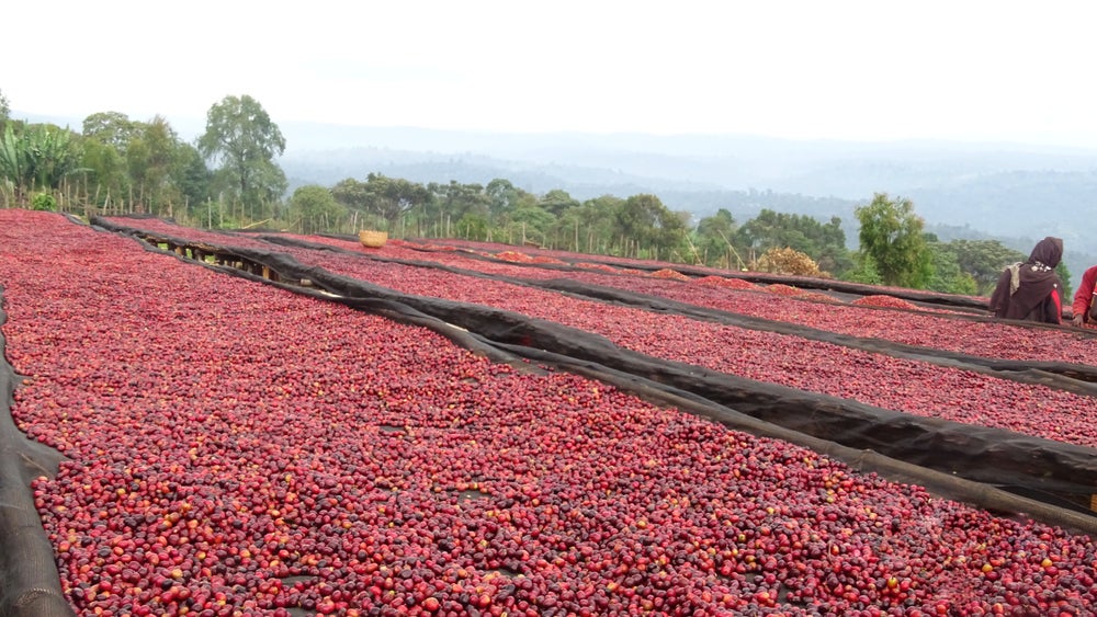 Ethiopia - Goro Muda, Lot #2