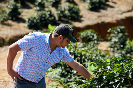 Alto San Juan Microlot - Costa Rica, Tarrazu